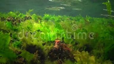 海洋中的光合作用，水下景观，鱼类花药。 绿藻、红藻和褐藻